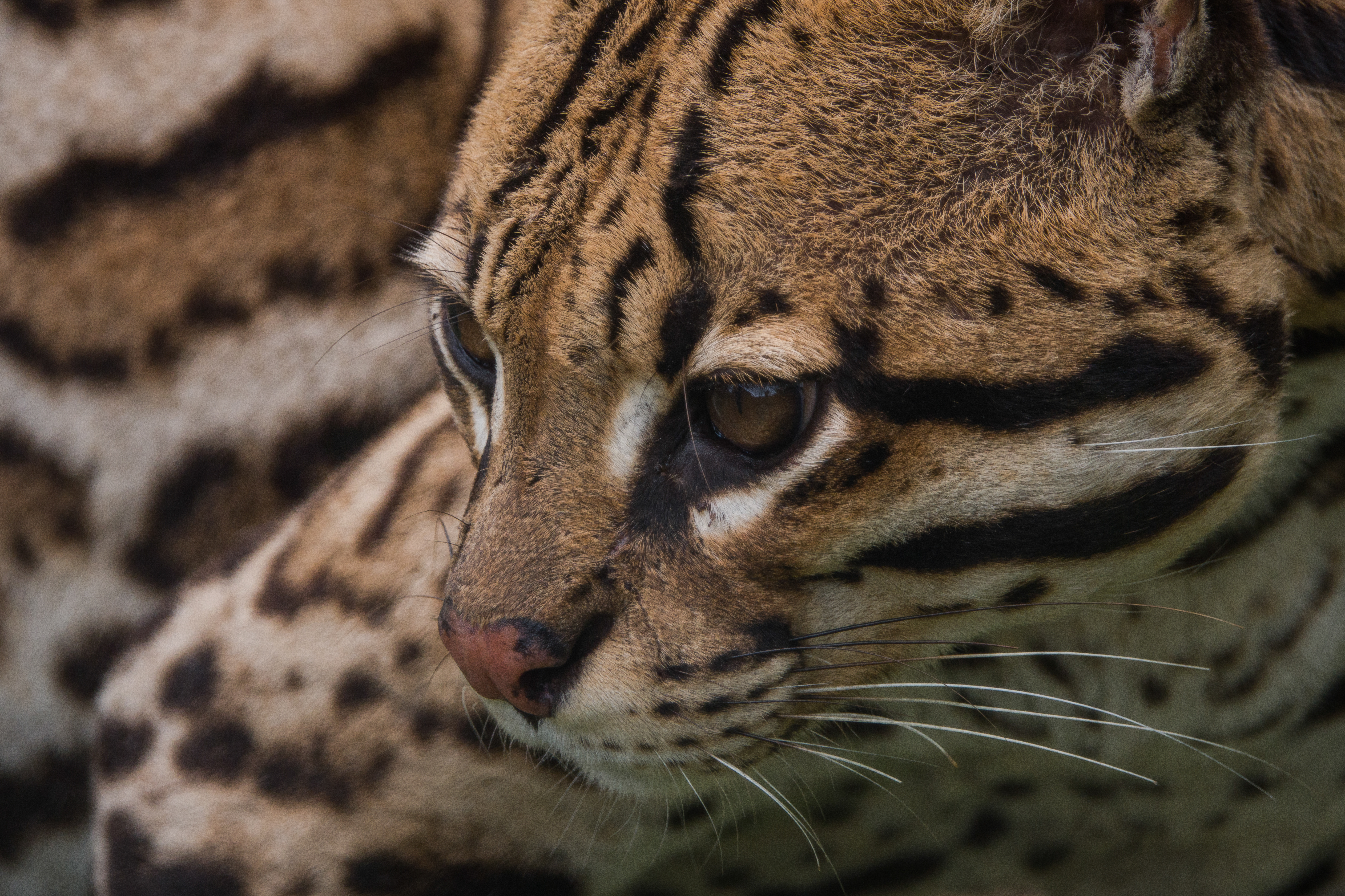 El plan de Grupo Argos para convivir con las especies de fauna y flora