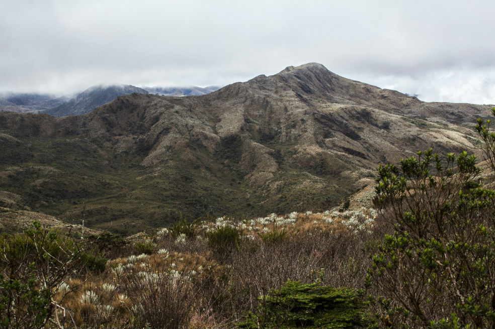 Cundinamarca estrena parque natural destinado a conservación del oso andino