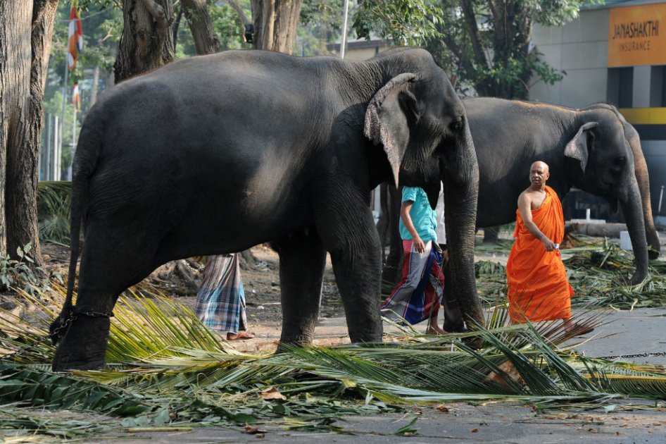 Elefantes en Sri Lanka 