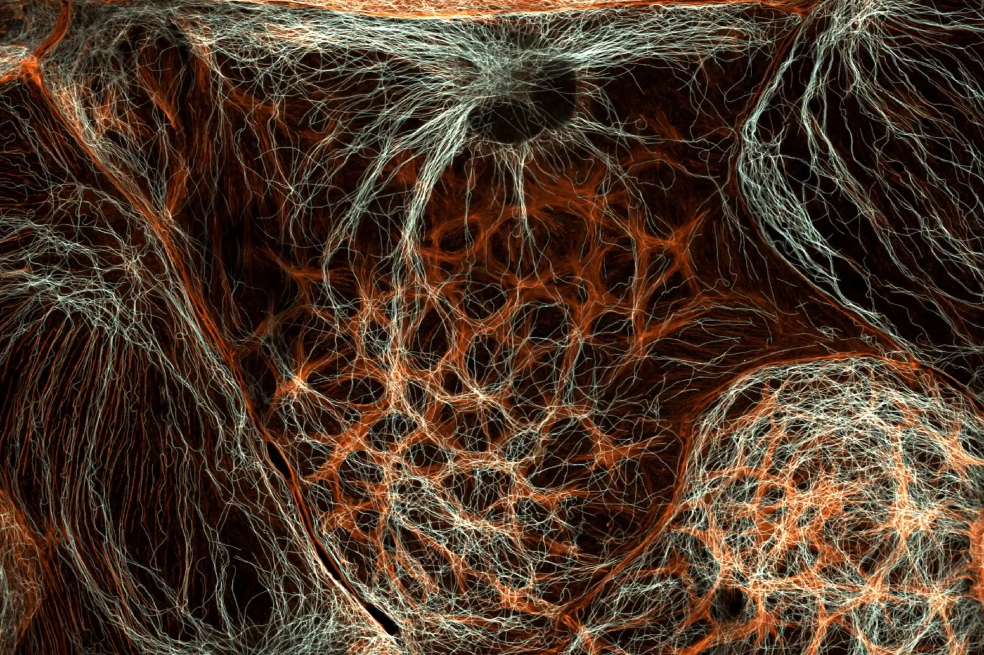El sexto lugar del Nikon Small World fue para el Dr. Francisco Lázaro-Diéguez. En su imagen se observan las células del hígado de rata, las cuales son empleadas en investigaciones para comprender el metabolismo y la desintoxicación del órgano.