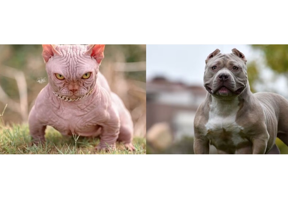 ¿Qué tienen en común los perros American Bully XL y los gatos Bully XL?