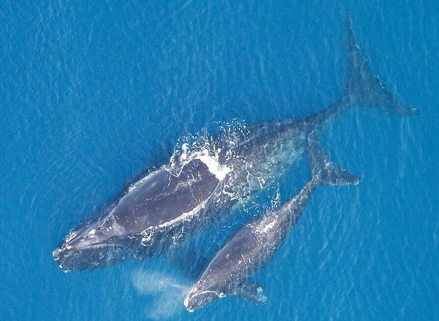 Seis ballenas de una especie al borde de la extinción fueron encontradas muertas en la costa de Canadá