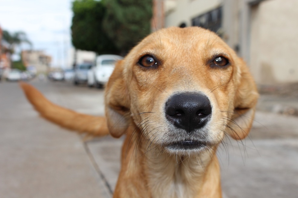 Cinco consejos para llevar a su mascota a un centro comercial