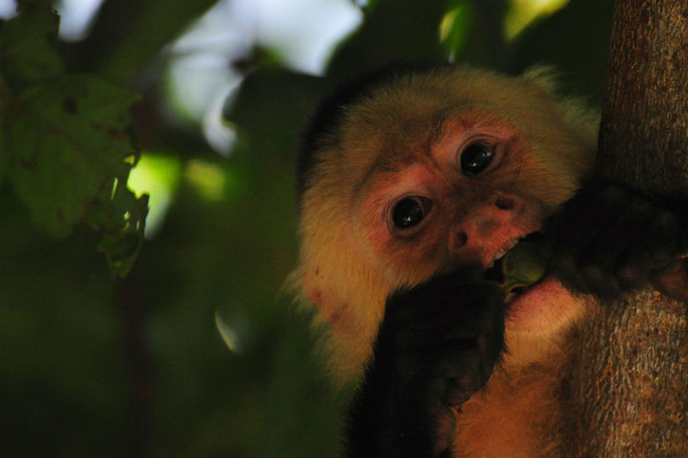 Los mono capuchinos o carablanca se extienden por todo Centroamérica.  / kansasphoto - Wikipedia