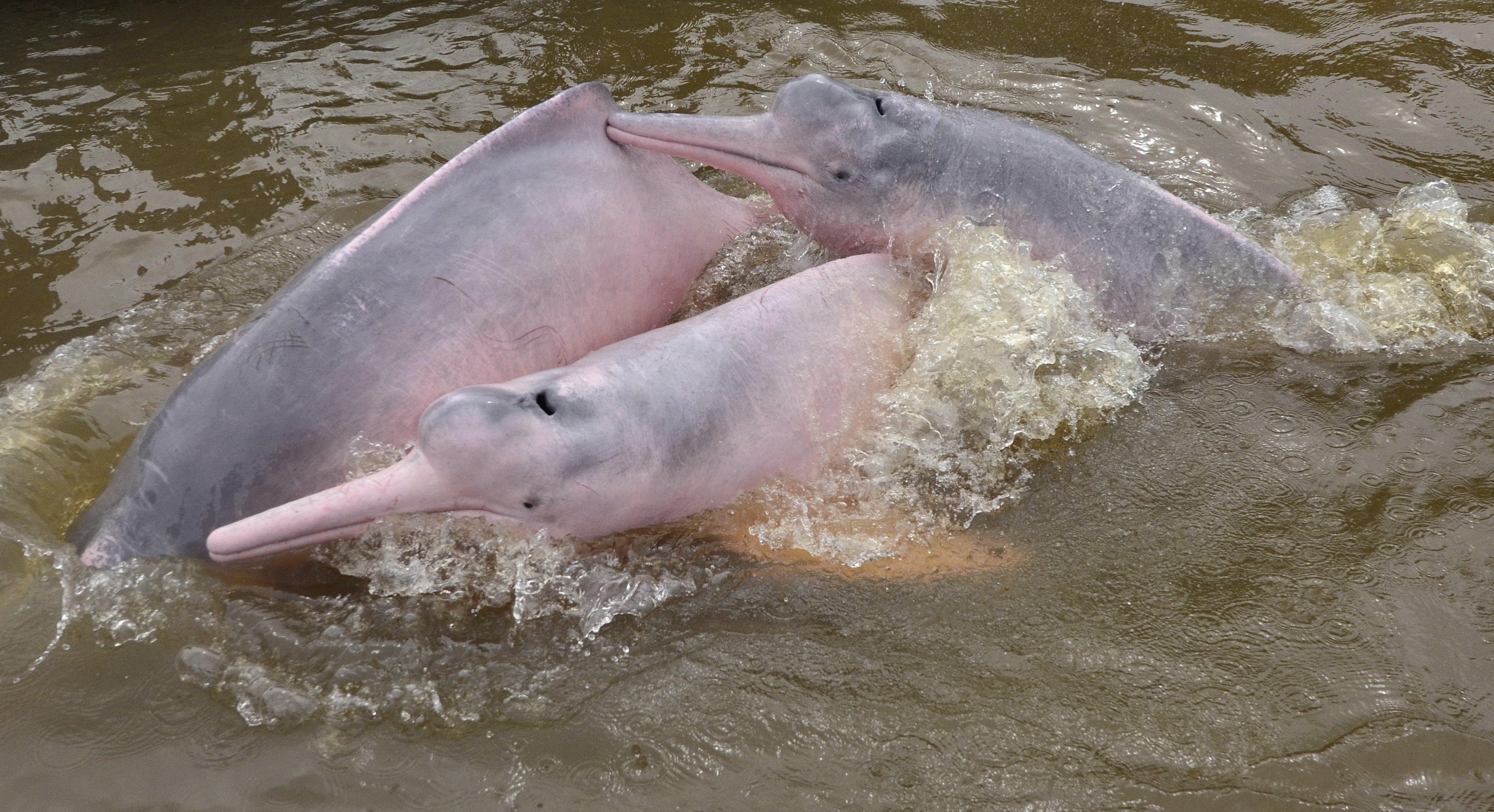 Individuos de delfín rosado (Inia geoffrensis) en el río Amazonas, cerca de Puerto Nariño. Esta es una de las dos especies de delfines de río que habitan en Colombia.