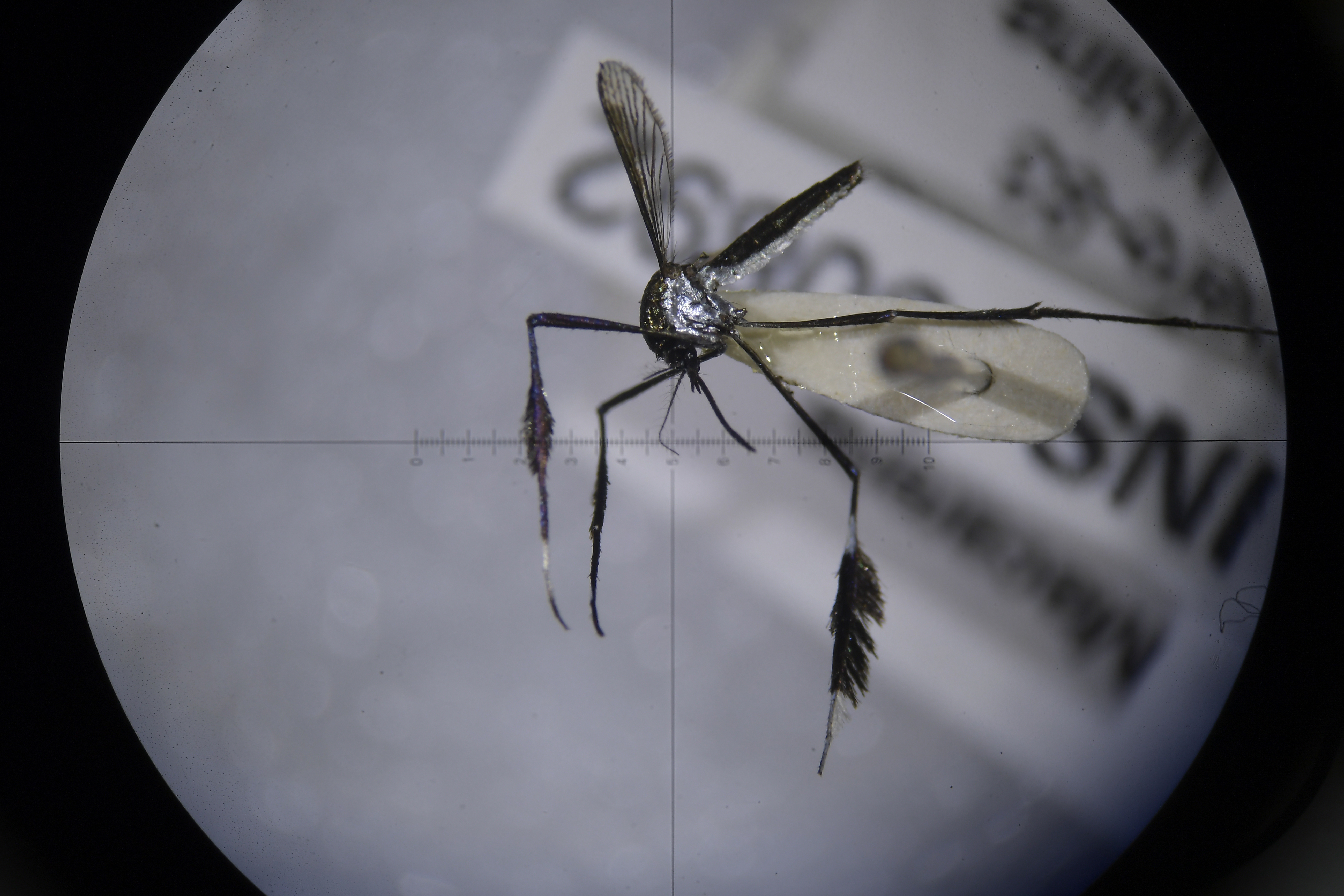 Deforestación y lo que nos hace falta saber de los mosquitos de la fiebre amarilla