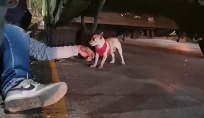 Video: Conductores pararon tráfico para rescatar a un perro que quedó bajo un bus