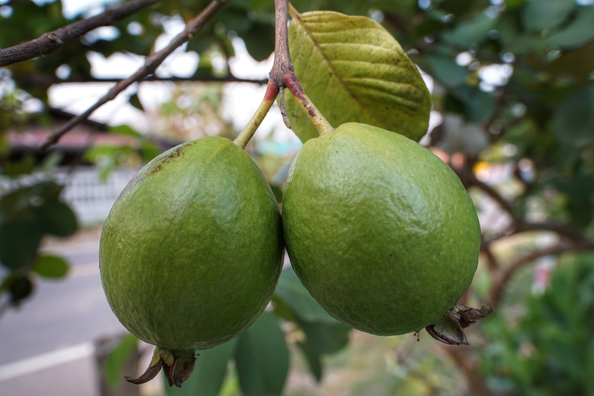 Hojas de guayaba: para qué sirven, beneficios y usos más comunes