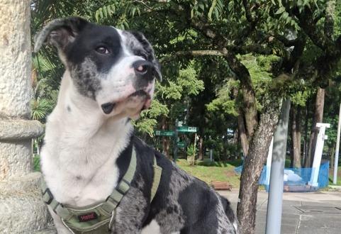 Buscan a Morgan, perrito con una condición médica delicada que se perdió en Bogotá
