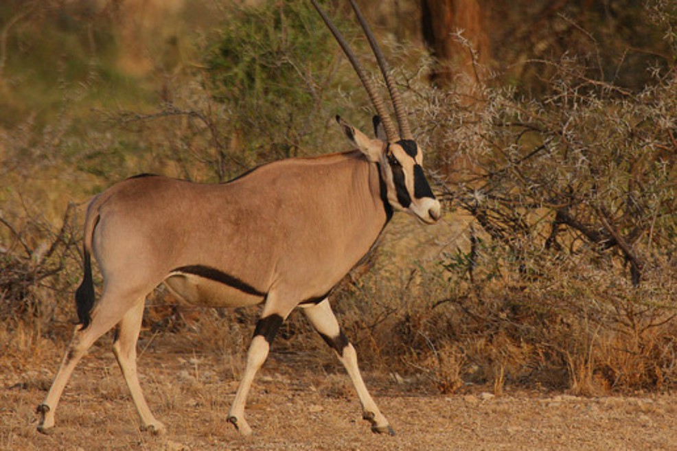 Cinco especies del reino animal que lucharon por llegar vivas al 2019
