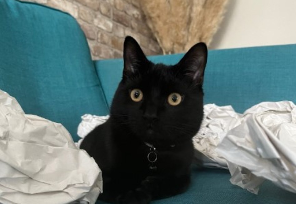 Gato perdido por nueve horas fue encontrado en un rincón secreto de la casa