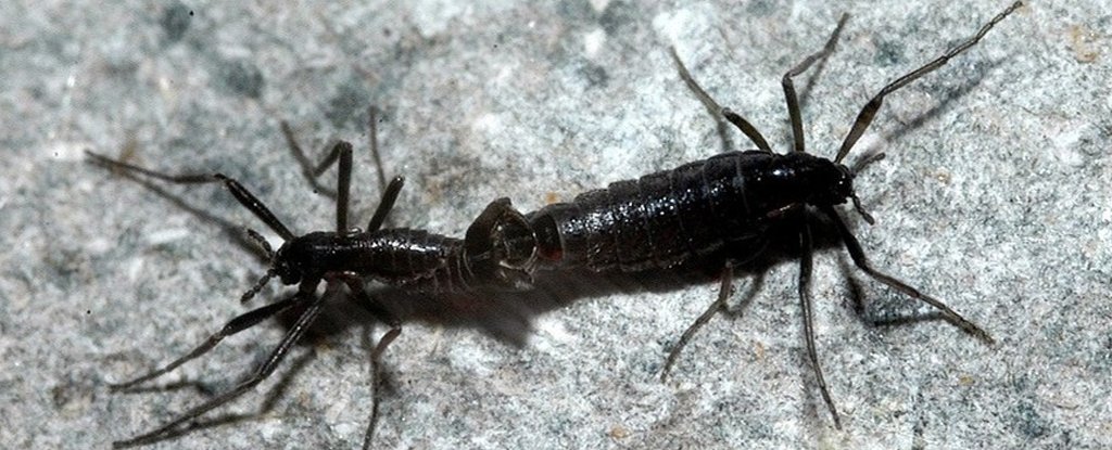 Descubren que el único insecto endémico de la Antártida ya está consumiendo microplásticos