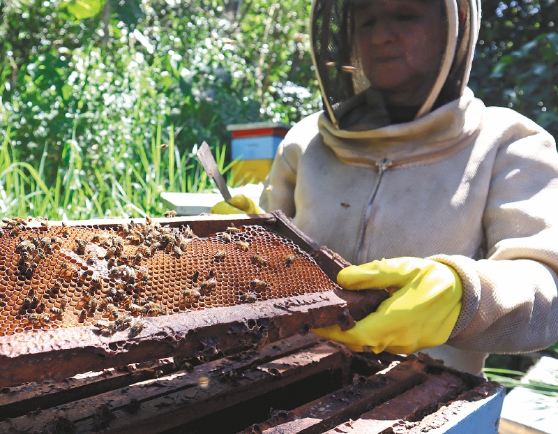 En Santander quieren que la madera ilegal ayude a salvar a las abejas