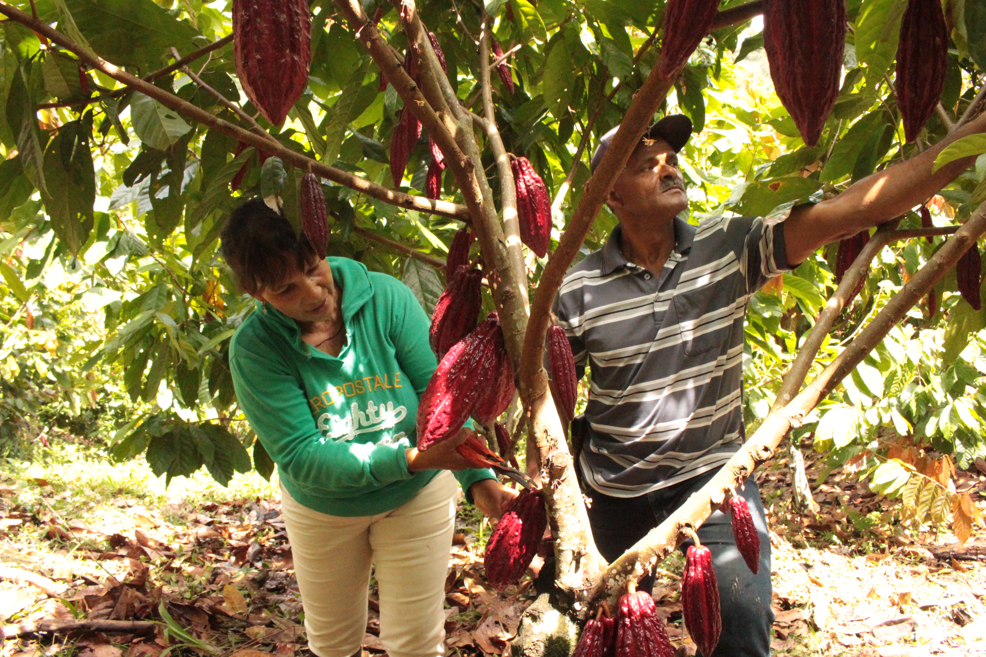 Nubia de Jesús Cataño y su esposo, Norberto Antonio Meneses, en su cultivo de cacao en Maceo, Antioquia.
