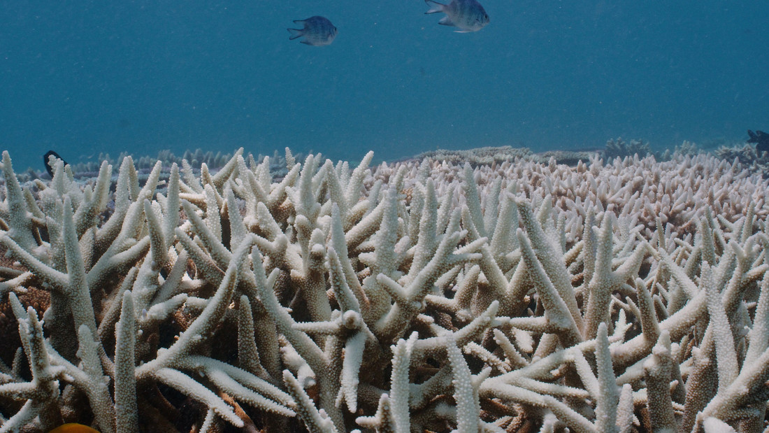 Australia confirma nuevo blanqueo masivo en la Gran Barrera de Coral