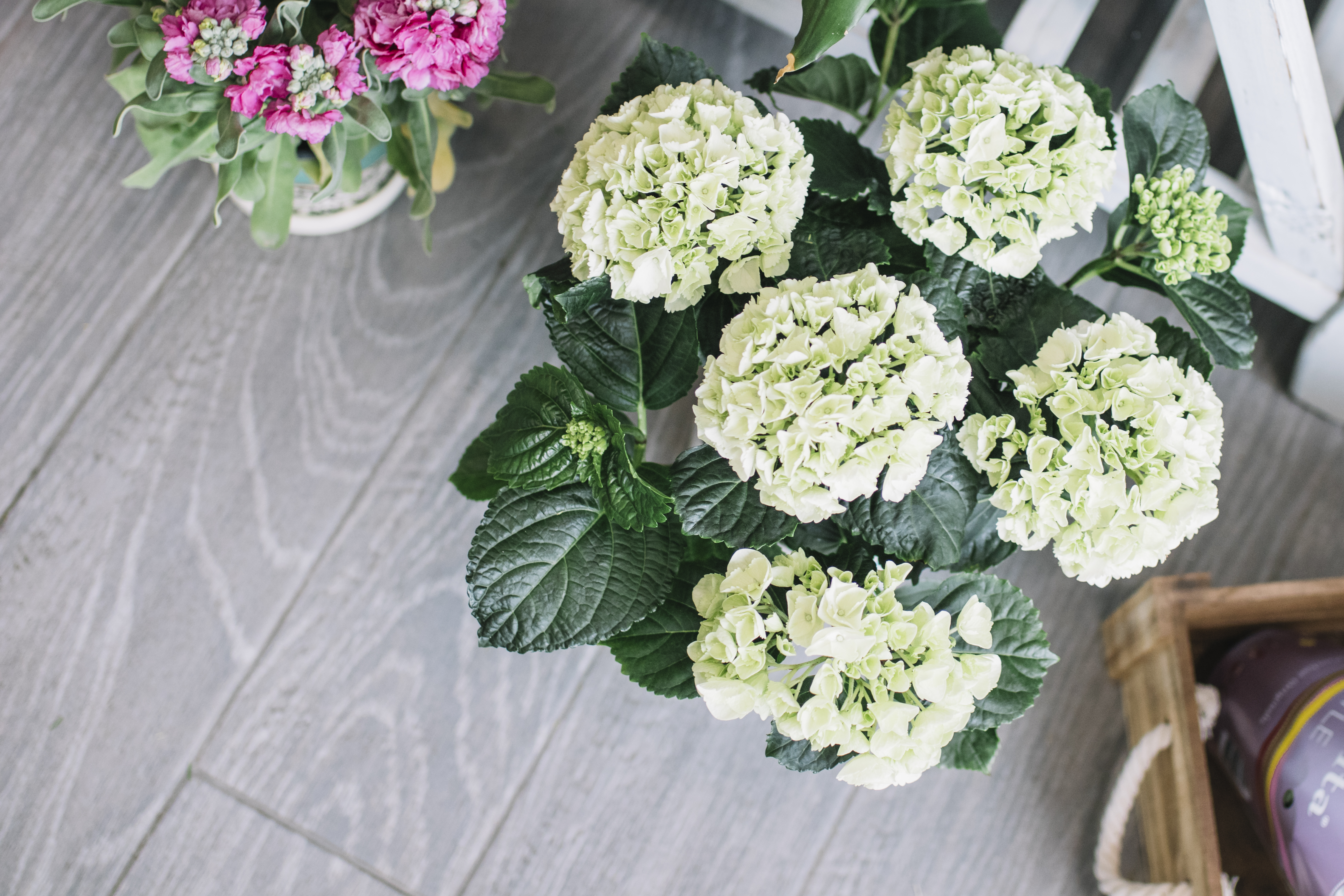 Multiplicar hortensias con semillas o esquejes: ¿cuál método es más efectivo?