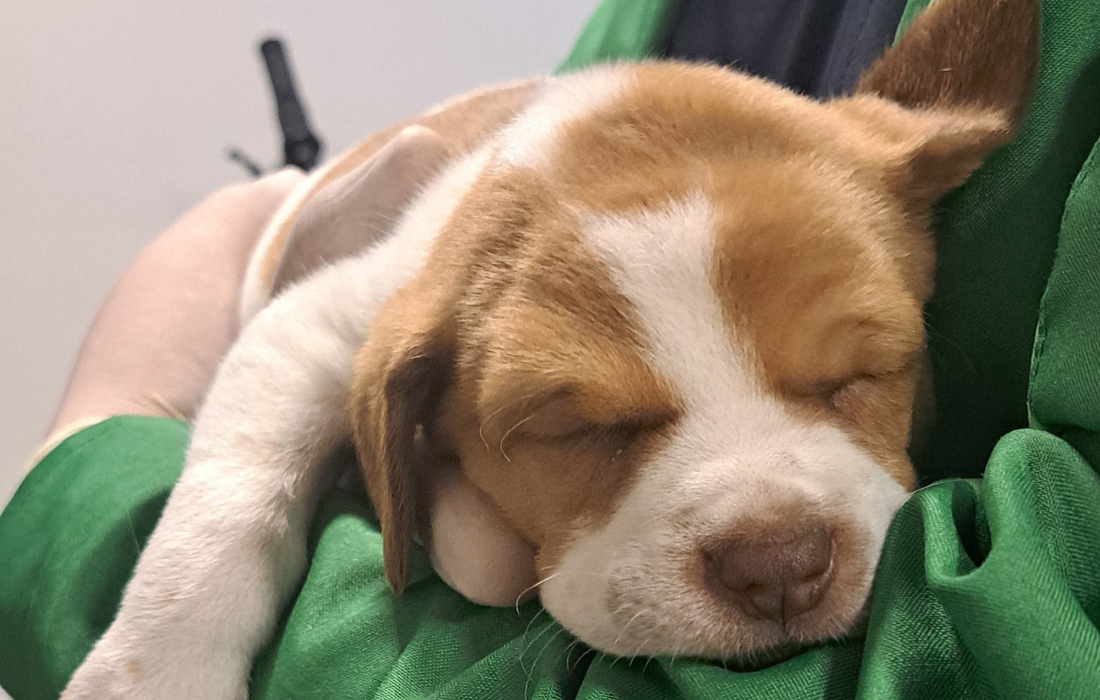 Abandonan a un cachorro de dos meses en baño del Aeropuerto el Dorado