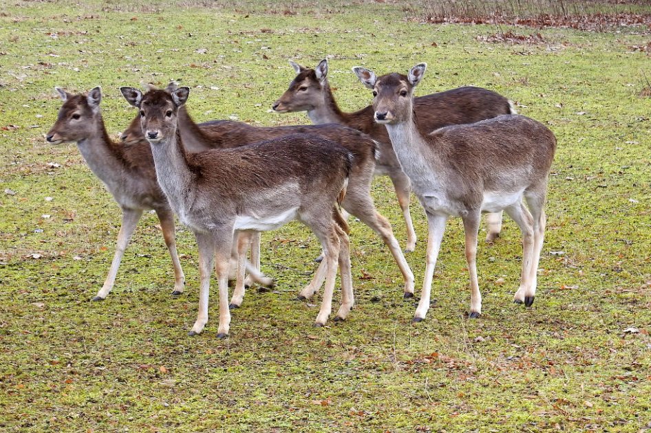 Confirman 16 casos de animales atacados por gusano «comecarne» en Florida