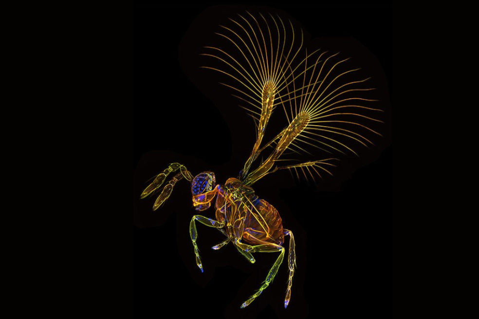 Estas son las nuevas especies identificadas por el Museo de Historia Natural