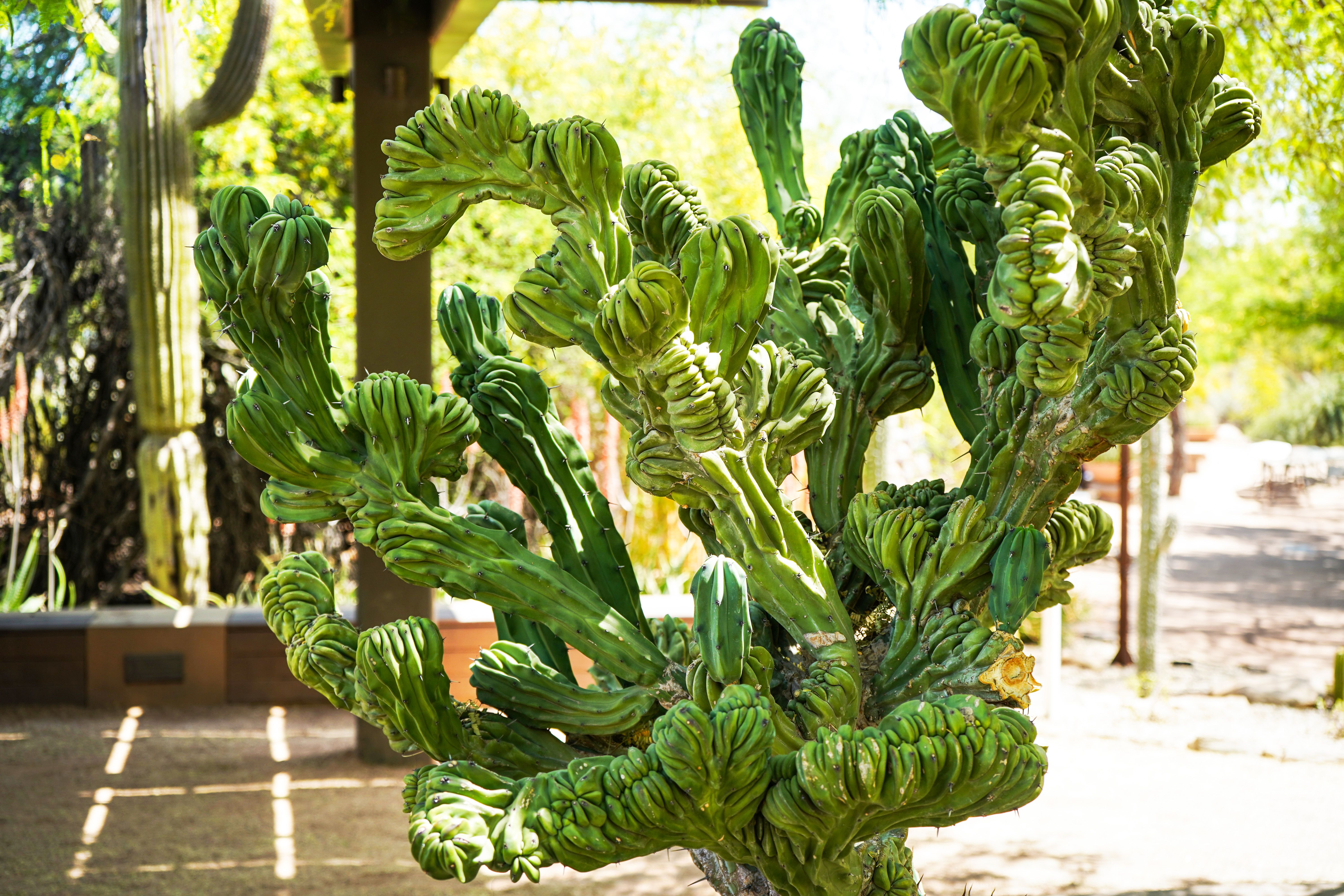 El cactus monstruoso es una curiosa variación genética del cactus candelabro que destaca por sus tallos retorcidos y costillas deformadas, una característica que le da su particular apariencia. Originario de Suramérica, puede alcanzar varios metros de altura en condiciones naturales, aunque en maceta suele crecer mucho menos. Sus tallos verde azulados presentan pequeñas areolas con espinas y, durante la floración, produce grandes flores blancas y perfumadas que se abren por la noche para atraer a sus polinizadores.