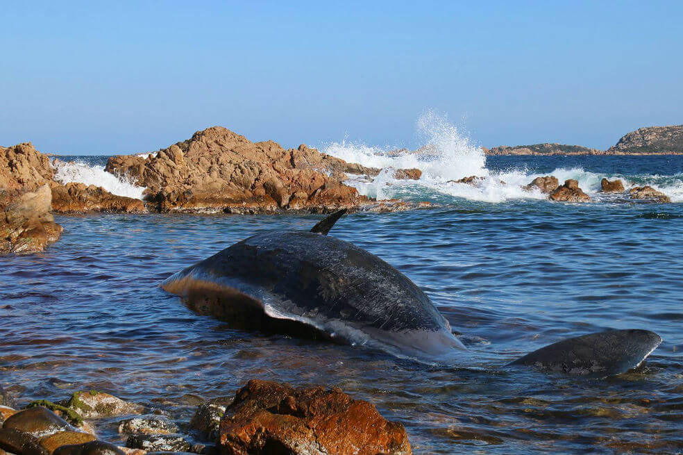 Encuentran muerta a ballena embarazada con 20 kilos de plástico en el estómago