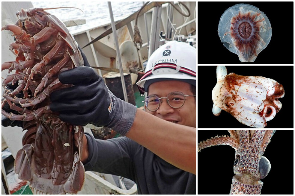 Las extrañas especies que habitan en lo profundo del Océano Índico