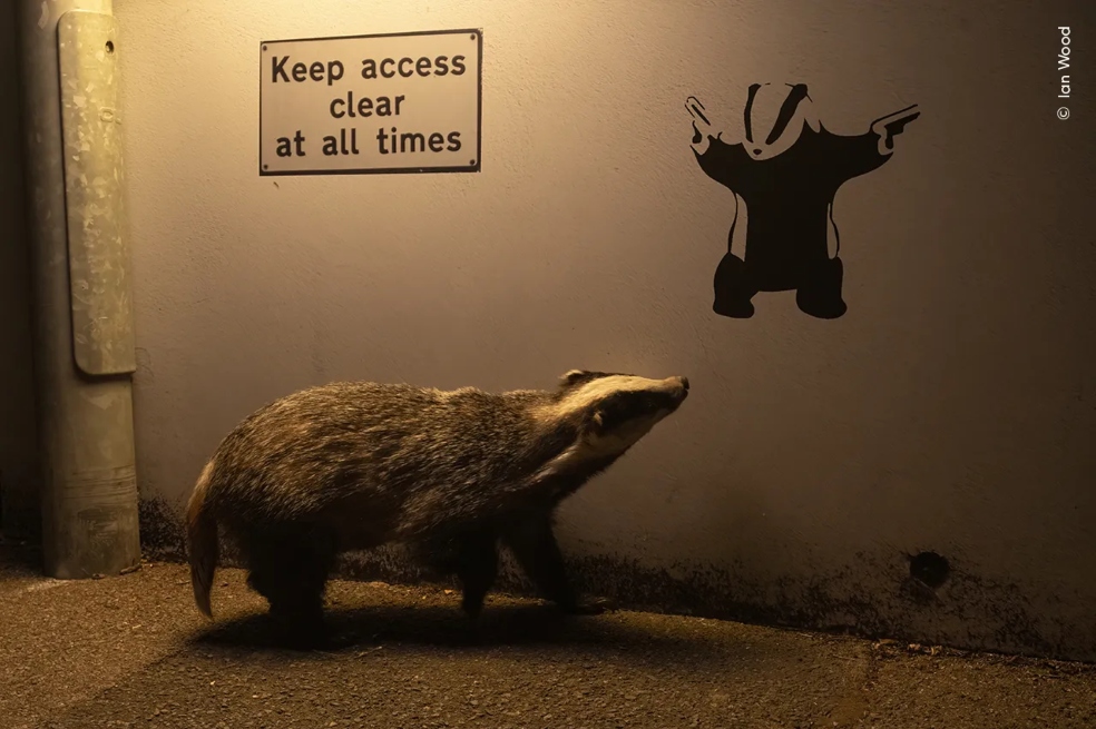 Ian Wood, de Reino Unido, fue el ganador con la foto “Sin acceso”. Allí se puede observar a un tejón europeo que mientras camina es iluminado por una farola y, al parecer, se queda mirando un grafiti de tejones en una calle de St Leonards.