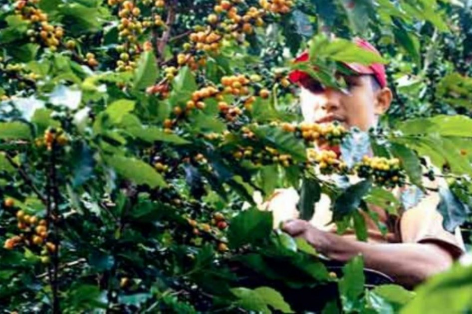 Activan seguro gratuito contra riesgo climático para pequeños cafeteros