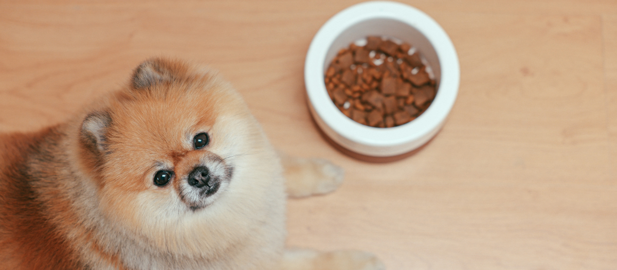 4 señales de que tu perro no se está alimentando bien