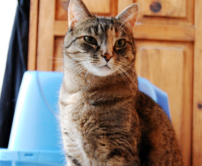 Aunque la tendencia es natural, puede haber casos de gatos problemáticos en los que la tendencia a usar el arenero no se manifieste.
