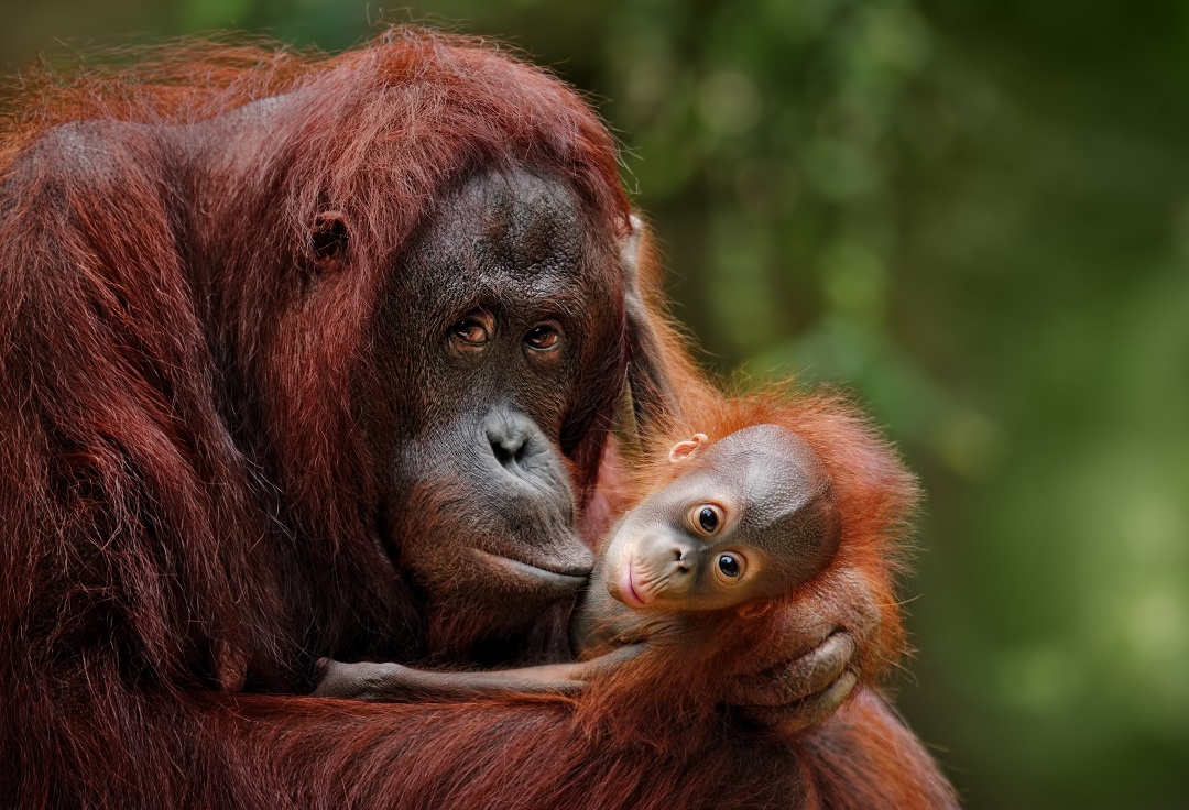 Los orangutanes también pierden el sueño (y así se recuperan)
