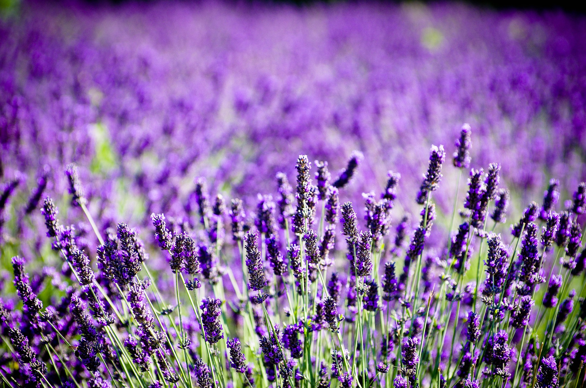 Un regalo para los sentidos: las plantas ideales para aromatizar su hogar