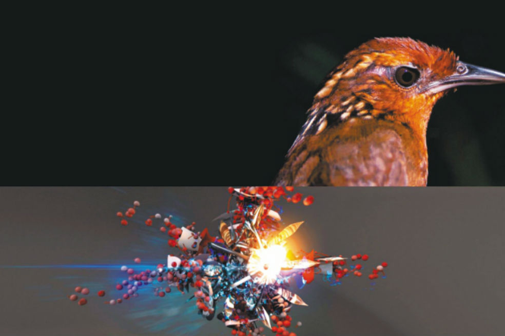 El artista 3D que convierte cantos de pájaros en imágenes