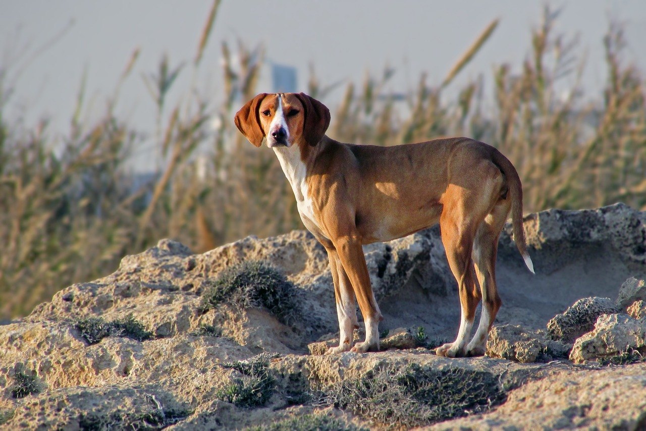 Polémica en Chile por proyecto de ley que permite la caza de perros asilvestrados