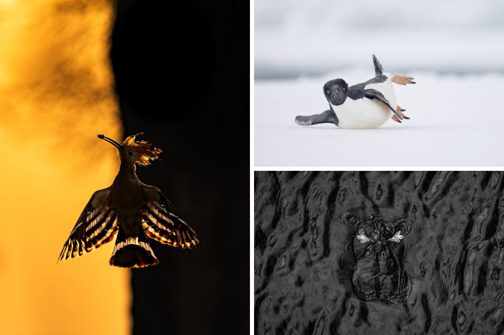 Bird Photographer of the Year: estas son las mejores fotos de aves de 2024