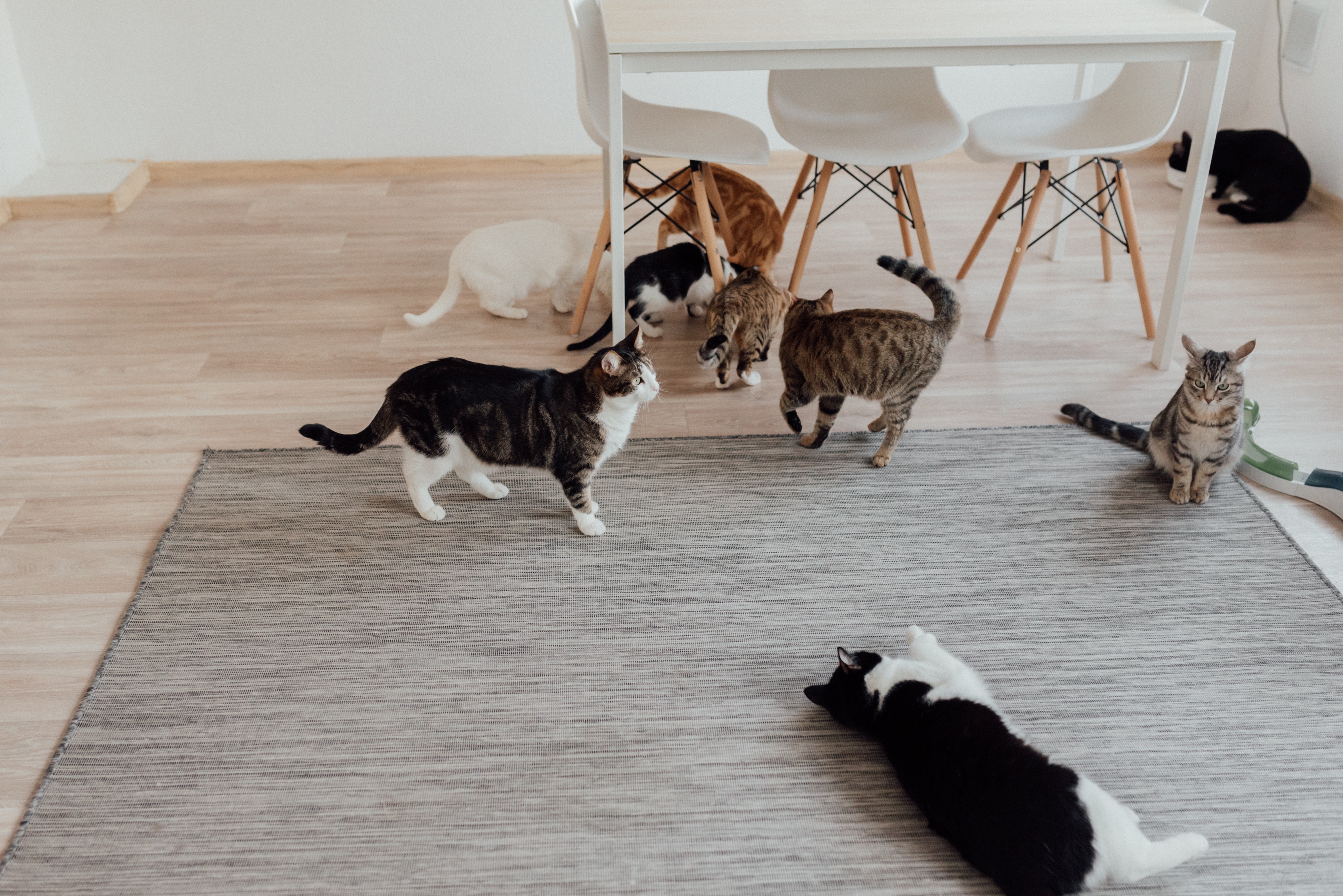 ¿Acumula mascotas? Cinco señales para identificar si tiene Síndrome de Noé