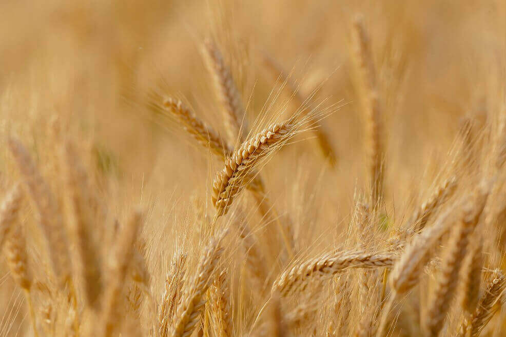 Encarecimiento de alimentos plantea gran desafío para Gobiernos