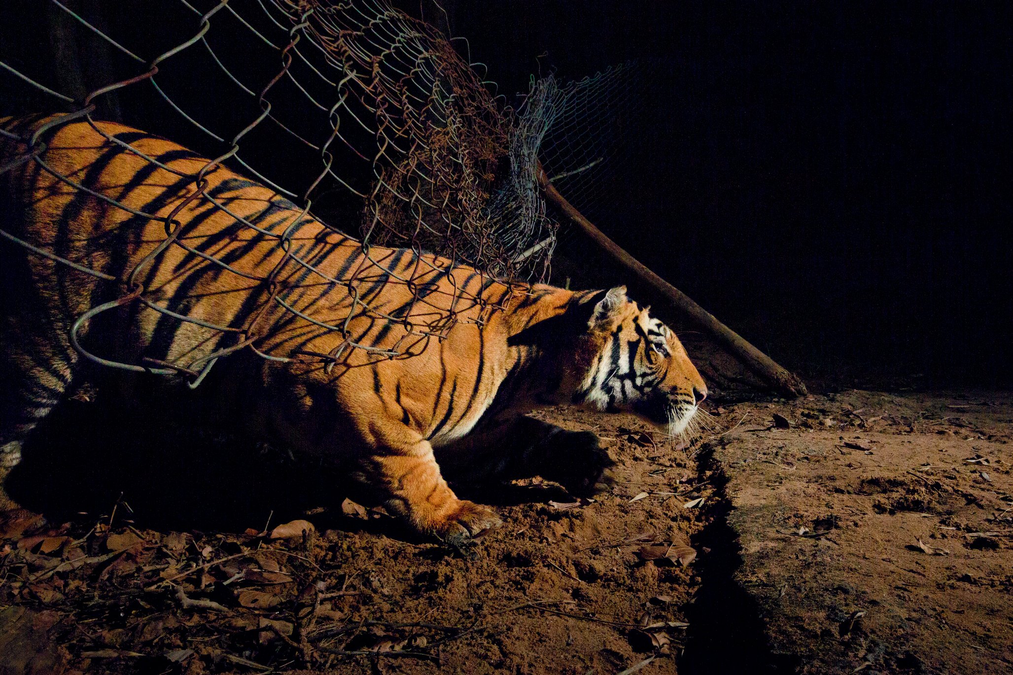 ¿Conservar tigres en zonas habitadas también por humanos? India dice que sí es posible