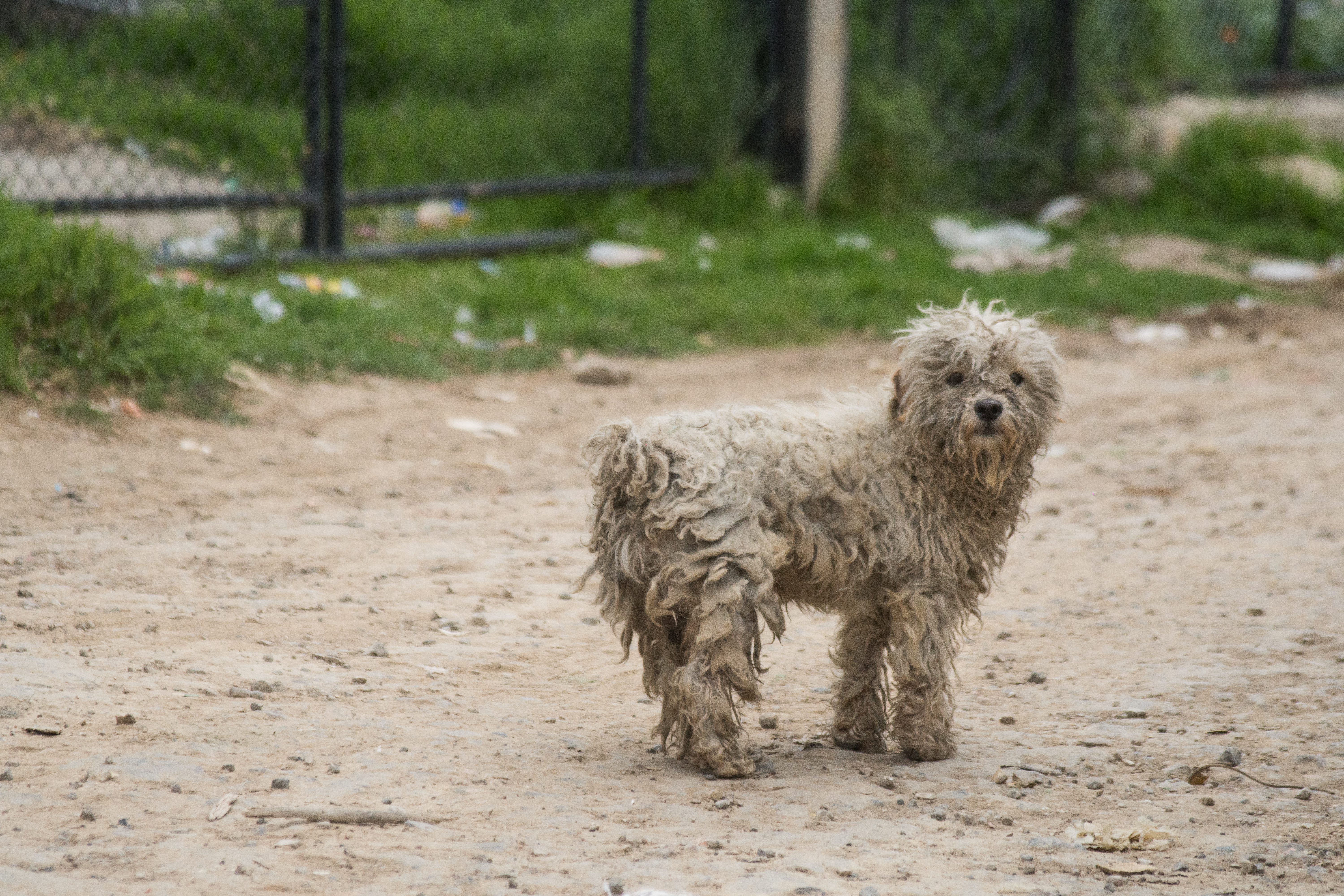 Los perros ferales son descendientes de perros que fueron abandonados.