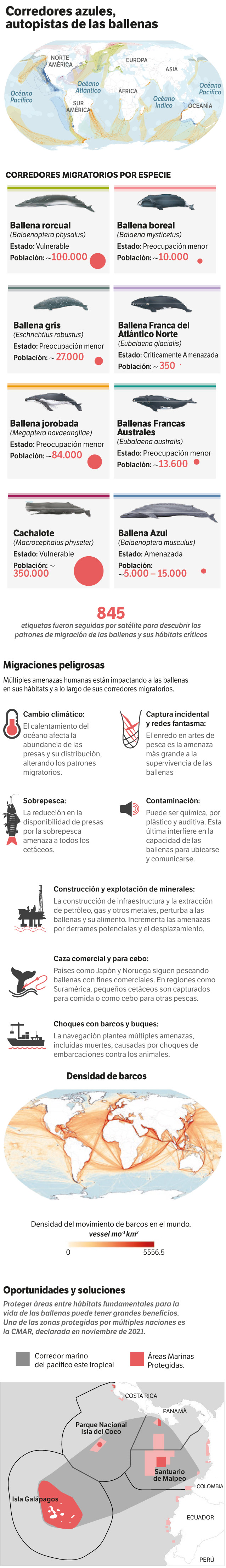 Este es el escenario de amenaza de las ballenas.