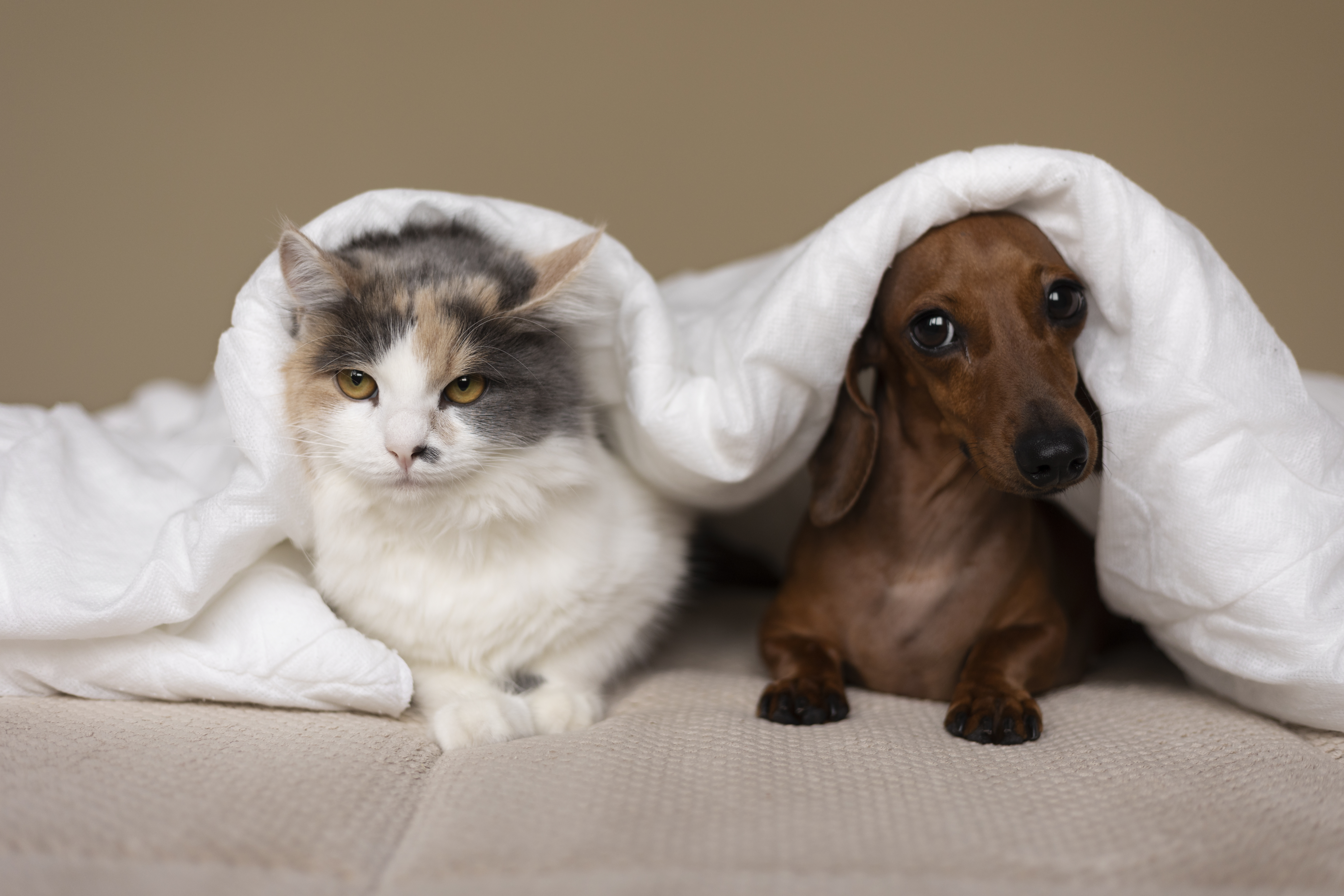 Guía para adoptar perros y gatos: consejos y lo que debe tener en cuenta
