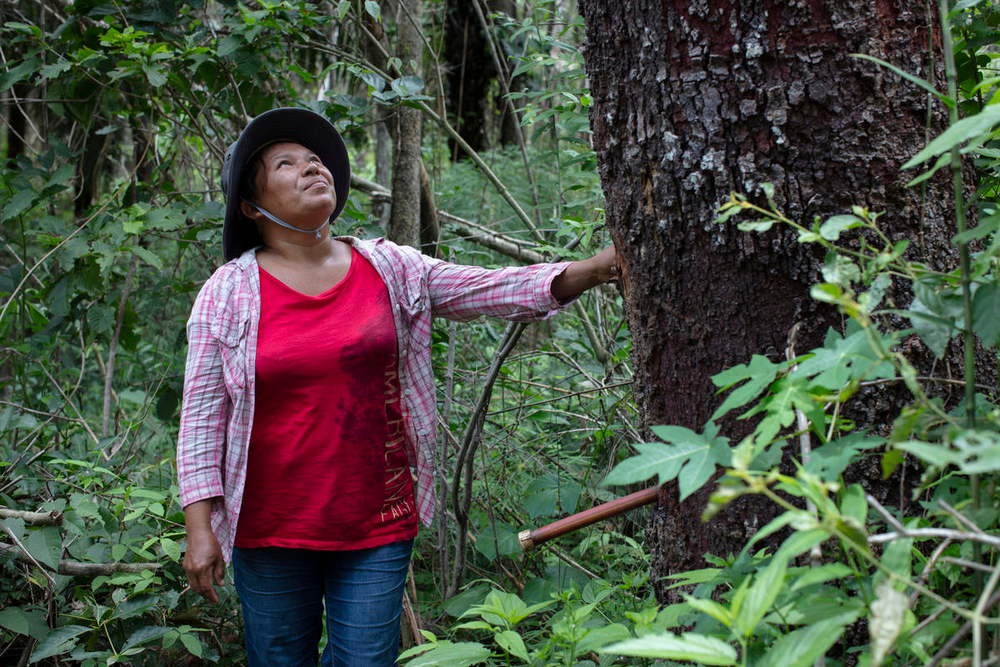 Amazonia: los retos y oportunidades de las soluciones basadas en la naturaleza