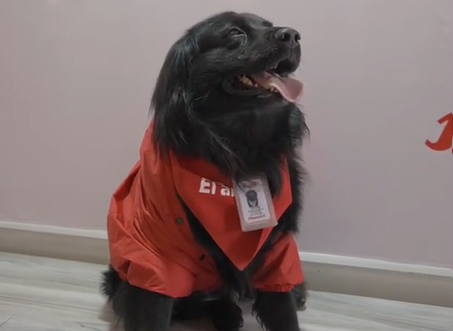 Los adorables animales que son “trabajadores” de empresas en Colombia