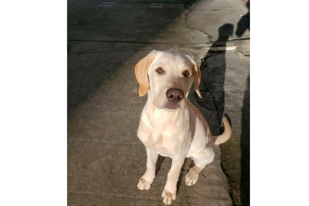 Enzo está perdido desde el 15 de mayo ¡Ayúdanos a encontrarlo!