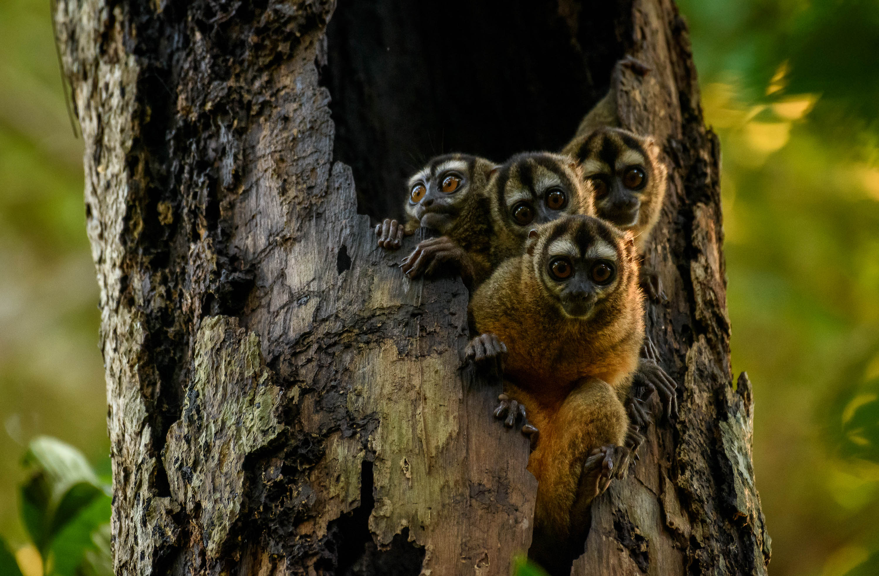 Las martejas (Aotus griseimembra), micos nocturnos, son una de las cinco especies de primates que se encuentran en la Reserva El Silencio.