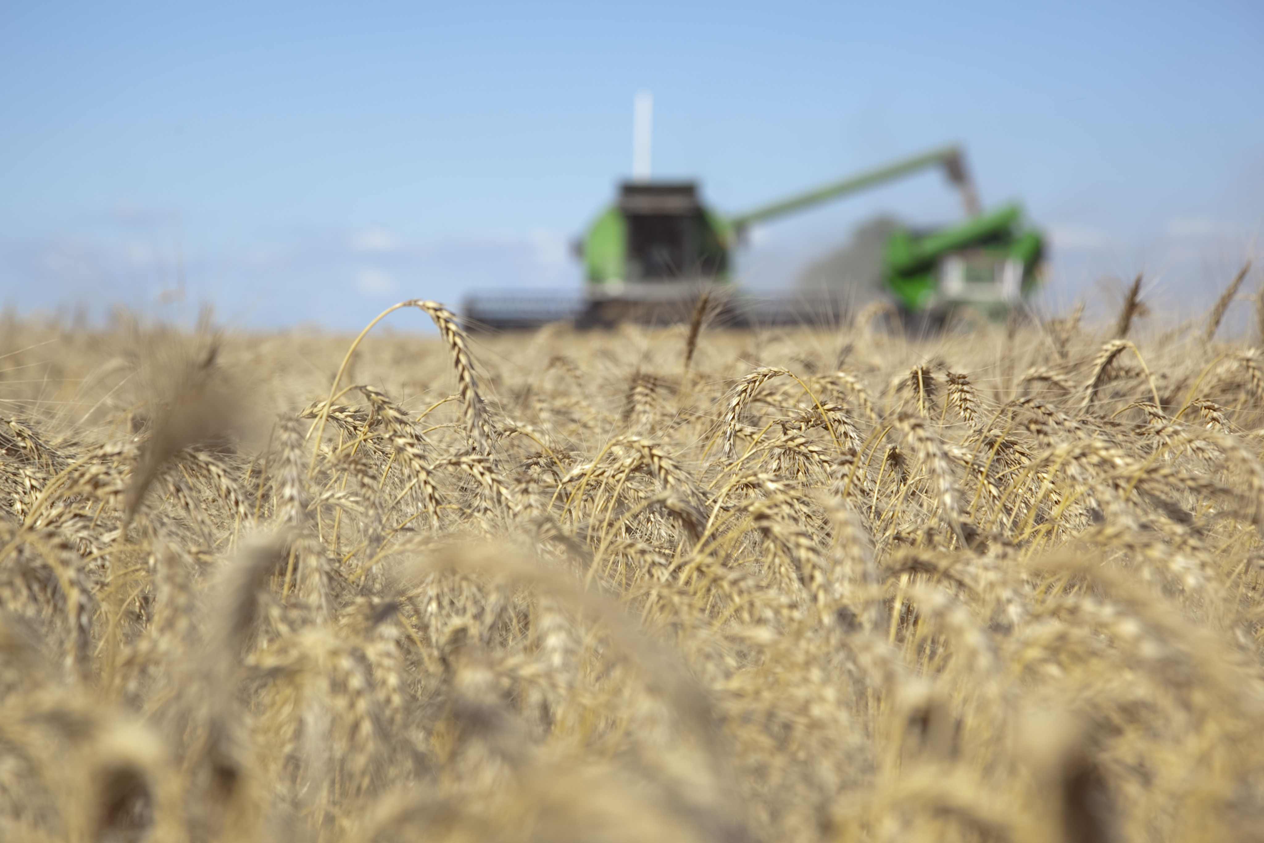 Producción mundial de cereales alcanzaría récord en 2025, según la FAO