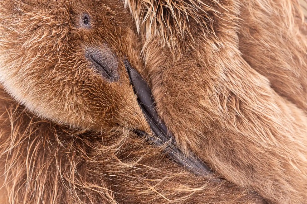 Categoría detalle: Andy Pollard  obtuvo este reconocimiento por una imagen de un pingüino rey, en las Islas Malvinas.