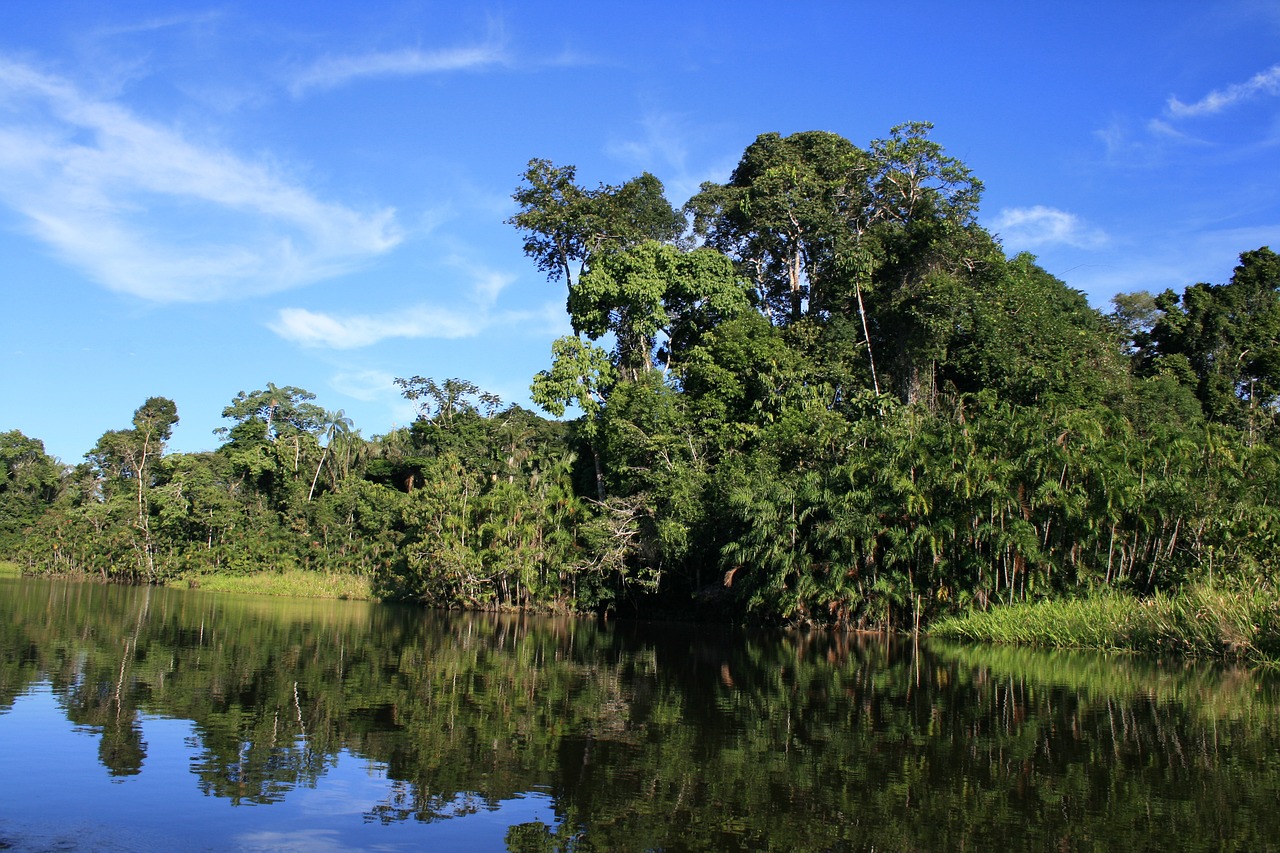 El bosque comestible biodiverso “más grande del mundo” echa raíces en Ecuador