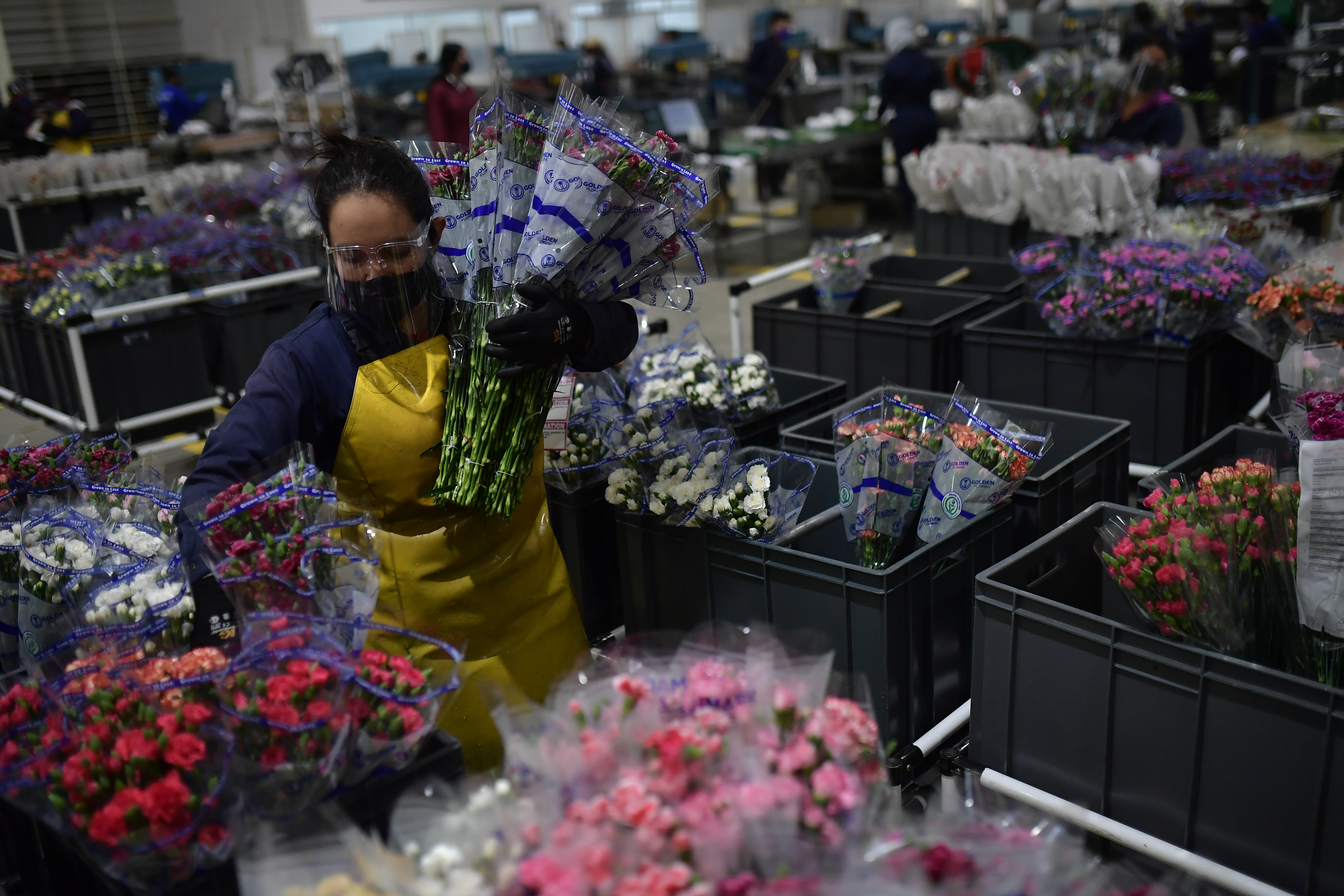 La floricultura en cifras, hitos y reconocimientos durante 2023