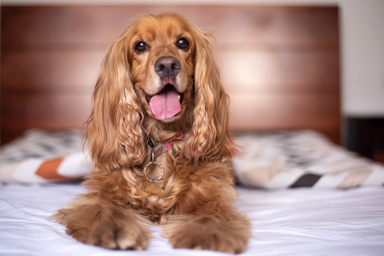 Cómo eliminar los pelos de perro de manera definitiva de camas, muebles y pisos